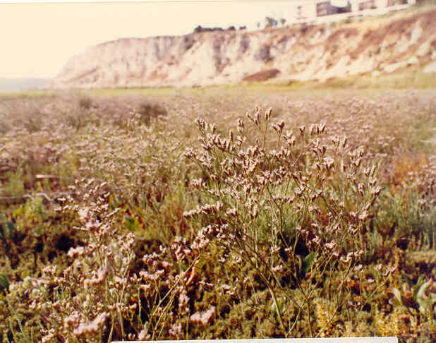 Limonium californicum